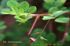 Indigofera glabra